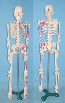65 см модел на човешкия Скелет Проби на Човека безплатна доставка